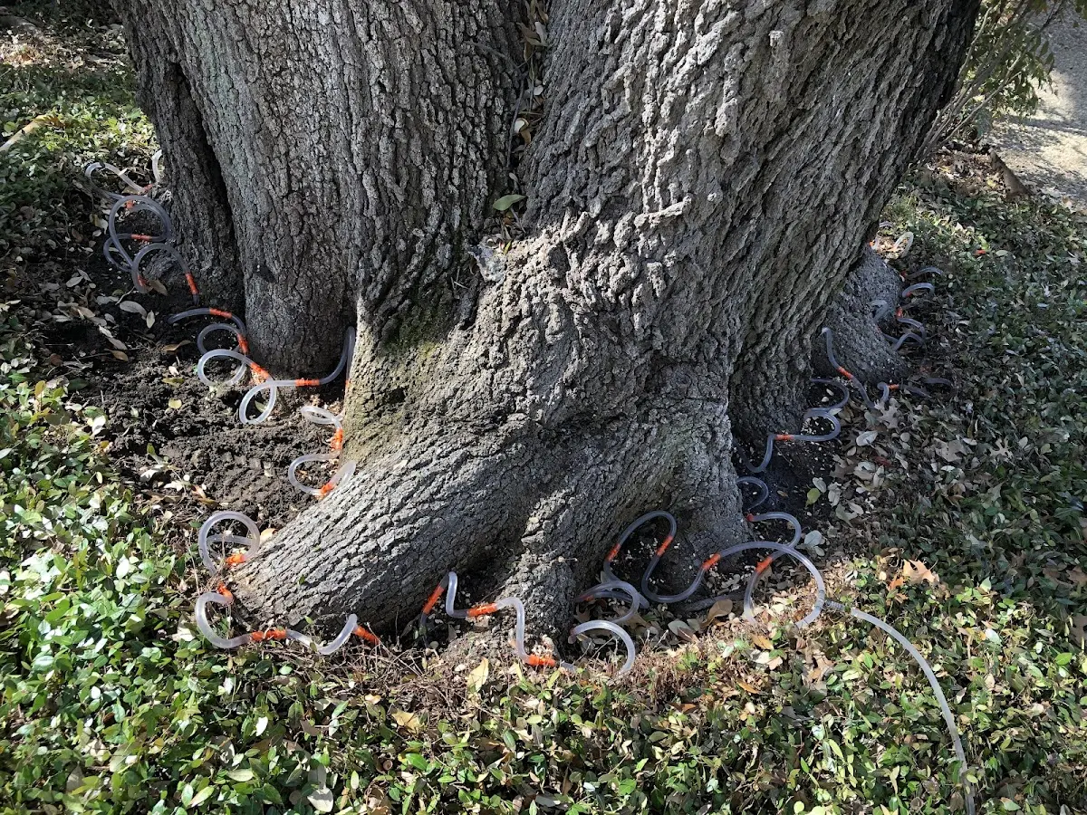Detailed Shrub and Hedge Trimming job site in Bronson
