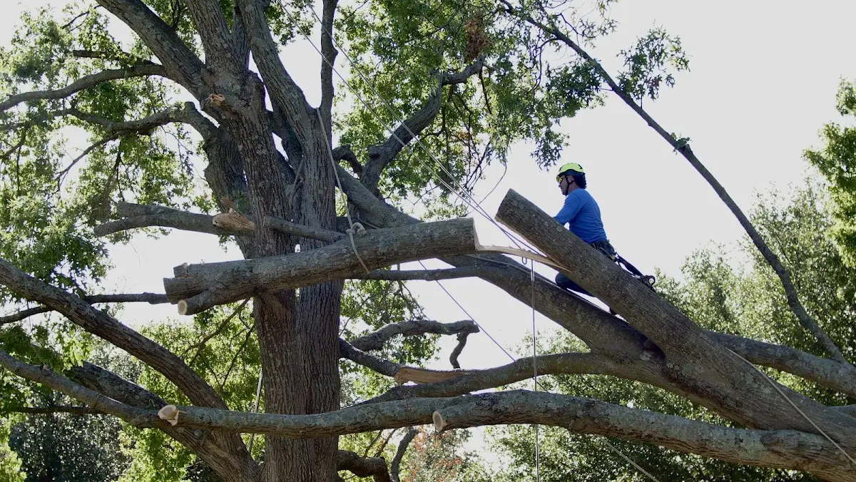 Professional Hazardous Tree Removal performed by certified arborists in Bronson